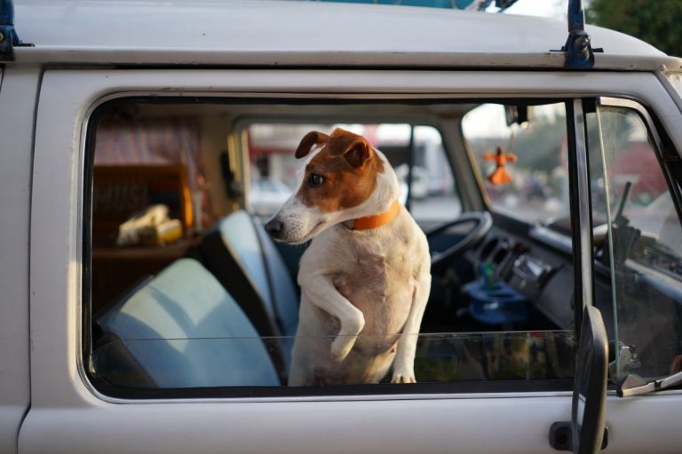 Ceinture de sécurité pour chien : les règles à respecter!